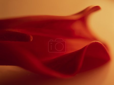 Belle fleur 