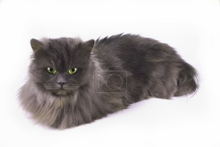 Chat