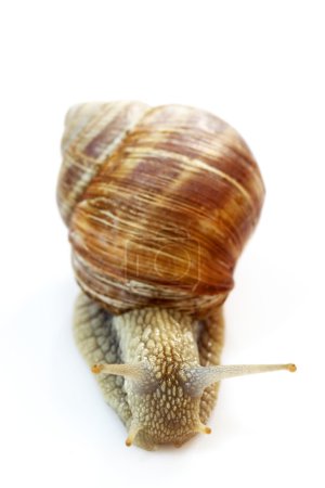 Escargot