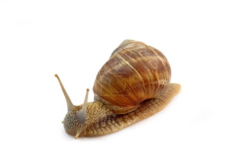 Escargot