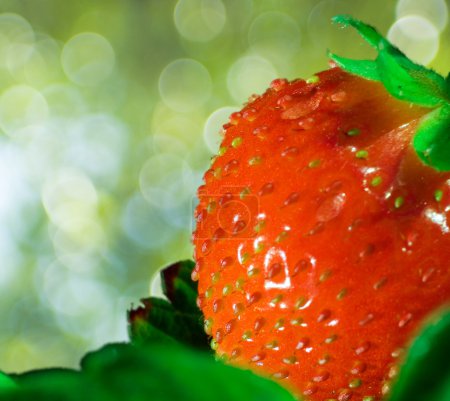 Épis de fraise 