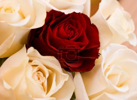 Les roses 