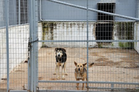 Chiens en cage 