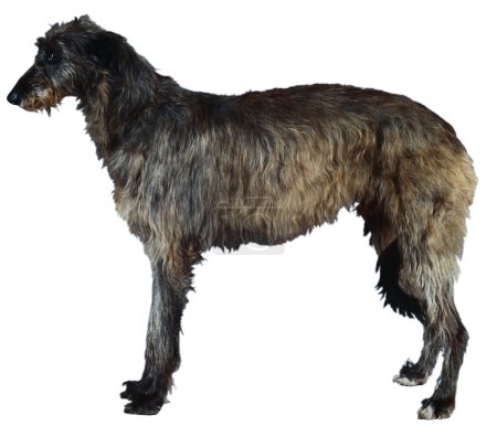Chien
