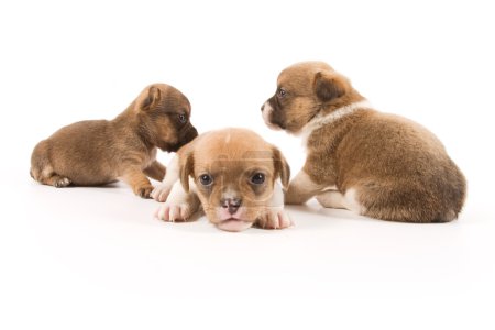 Chiots 