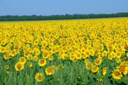 Champ de tournesol sur ciel bleu nuageux 