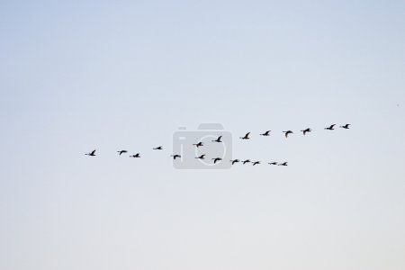 Cygnes volants 