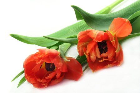 tulipes