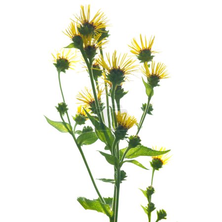 Élecampanel (Inula helenium )