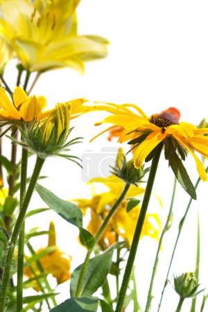 Fleurs jaunes 