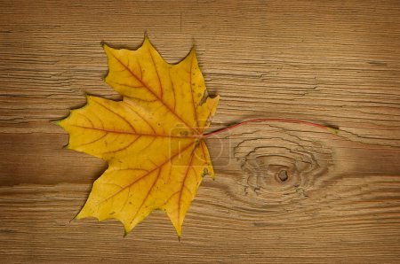 Feuille d'automne sur vieille planche 