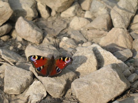 Le papillon l'oeil de paon 