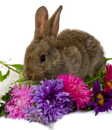 Lapin prendre des fleurs aster 