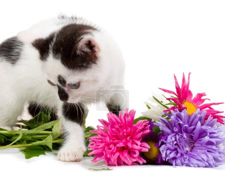 chaton prendre aster fleurs 