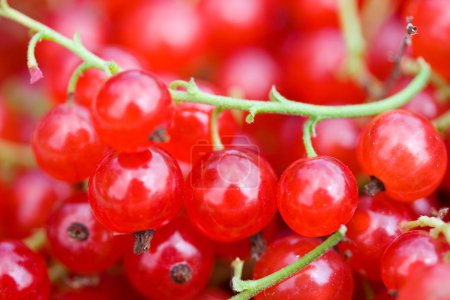 Groseille rouge mûre