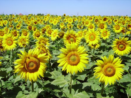 Tournesol
