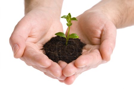 plante verte dans les mains 
