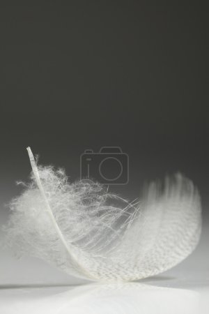 Plume