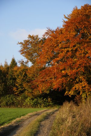 Piste vers la forêt d'automne 