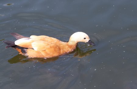 Canard
