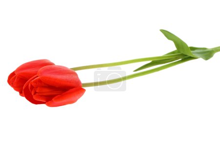 Tulipe rouge 