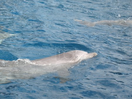 dauphins