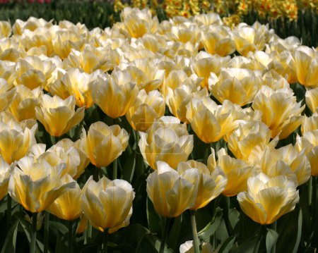 tulipes