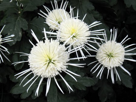 Chrysanthèmes 