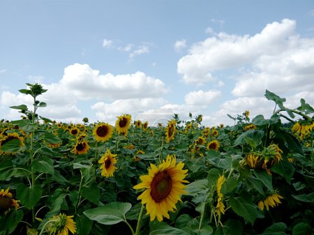Champ de tournesols