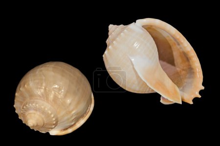 Deux coquilles de Phalium glaucum 