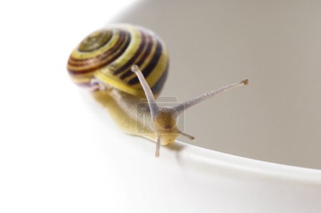 Des escargots. amour lent 