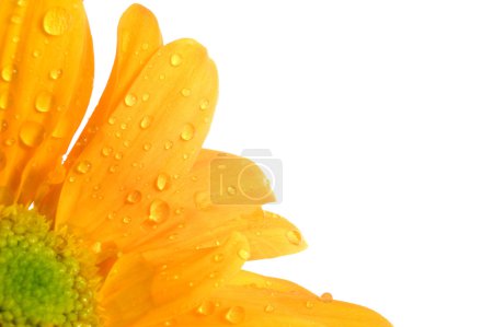 Fleur orange 