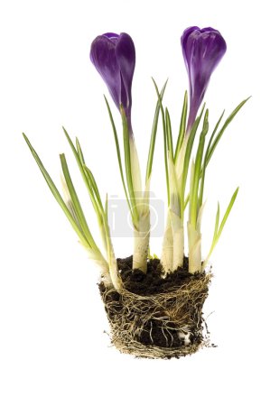fleurs printanières avec système racinaire