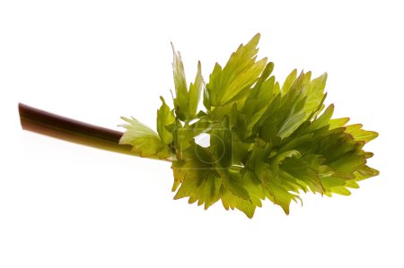 Loisirs frais 