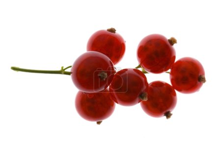 Groseille rouge