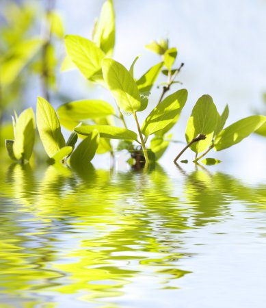 Feuilles vert printemps