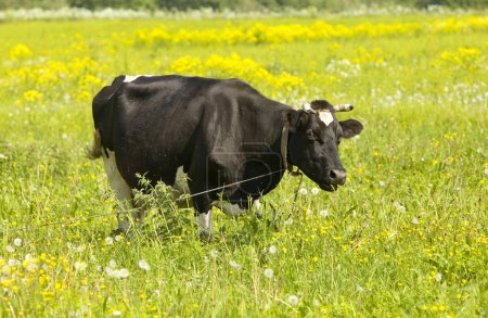 vache dans la prairie