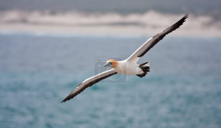 gannet Cap