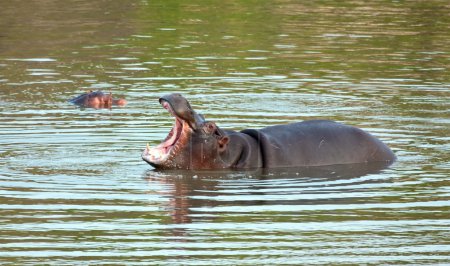 Bâillement d'hippopotame 
