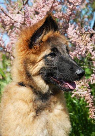 Tervuren chiot 