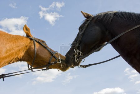 Deux amis chevaux 