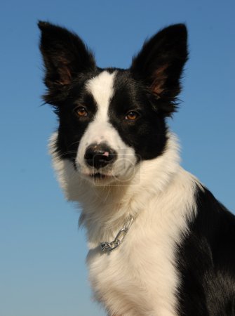 Jeune collie frontière 