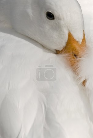 Portrait d'oiseau 