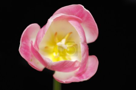 Tulipe rose 
