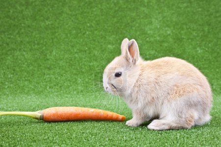 Lapin domestique et carotte 