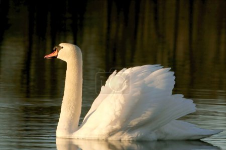 Cygne sur le lac à l'aube 