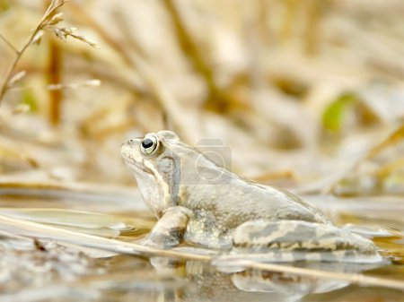 Grenouille dans l'étang forestier 