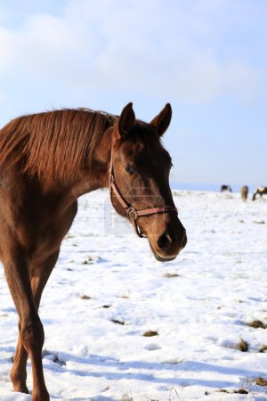 Cheval en scène 