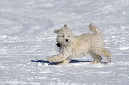 Petit chiot 