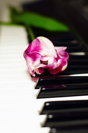 Tulipe sur le clavier du piano 